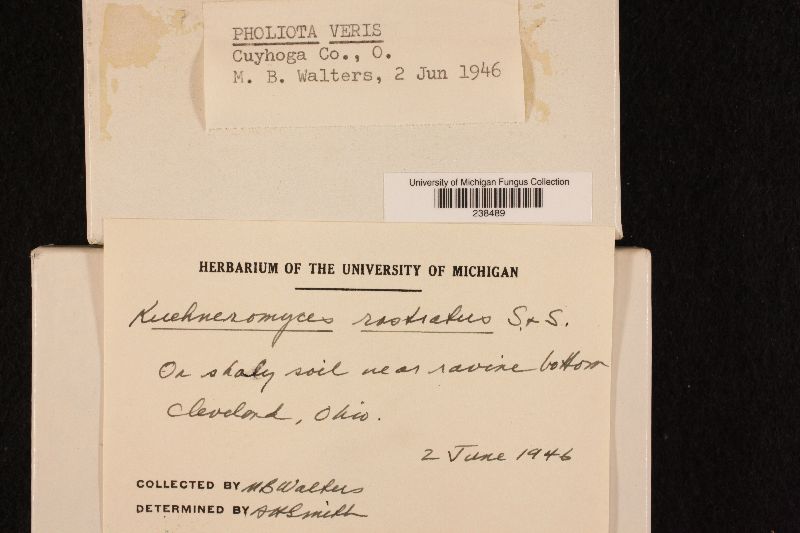 Pholiota veris image