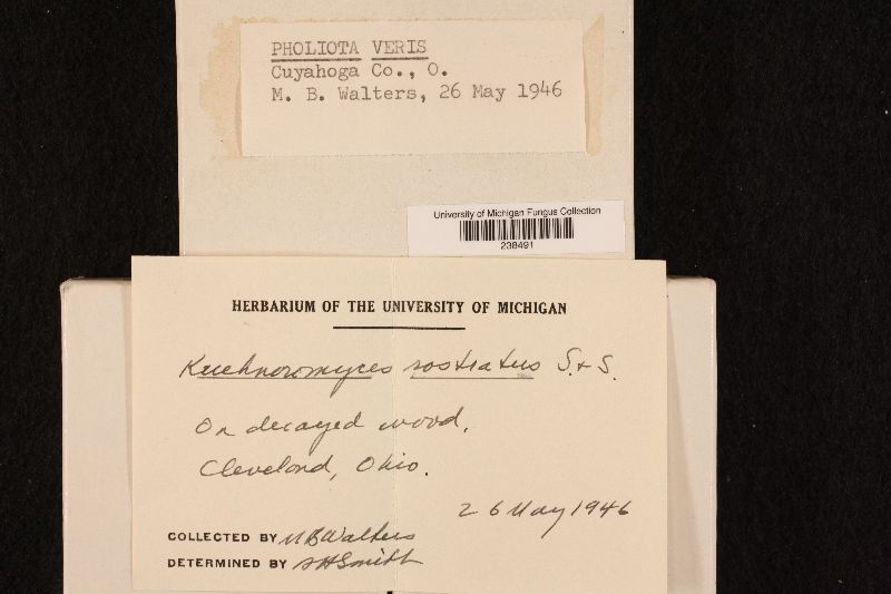 Pholiota veris image