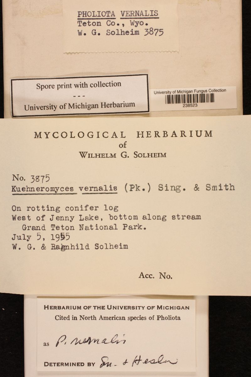 Kuehneromyces vernalis image