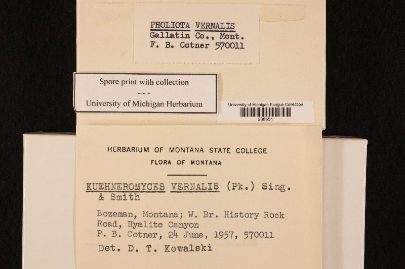 Kuehneromyces vernalis image
