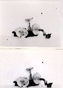 Ripartites tricholoma image