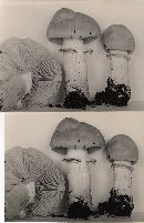 Cortinarius caperatus image