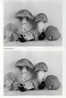 Cortinarius caperatus image