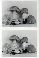 Cortinarius caperatus image