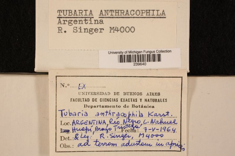 Tubaria anthracophila image