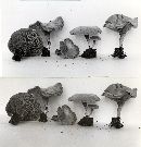 Entoloma undatum image