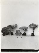 Entoloma undatum image