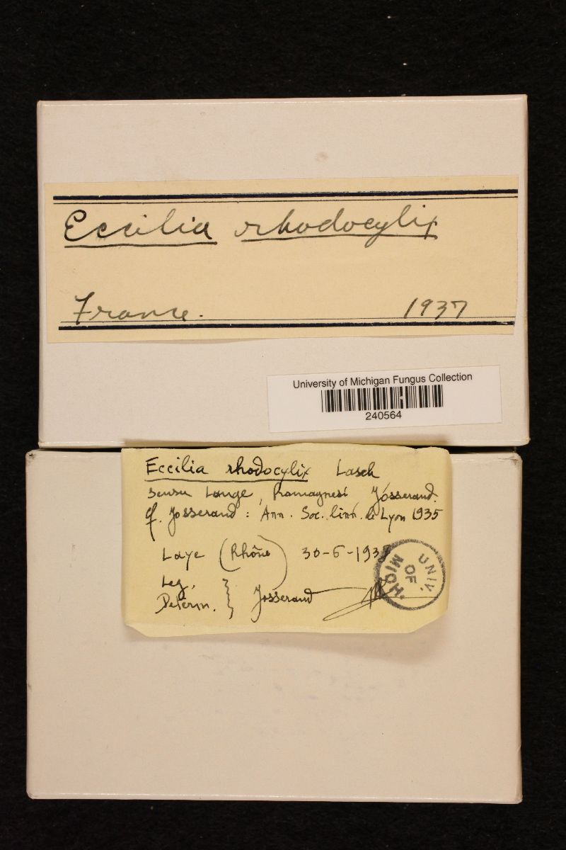 Entoloma rhodocylix image