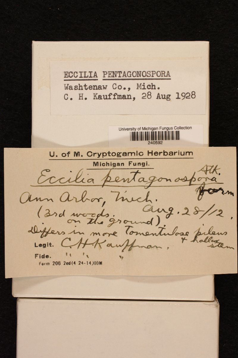 Eccilia pentagonospora image