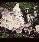 Entoloma abortivum image