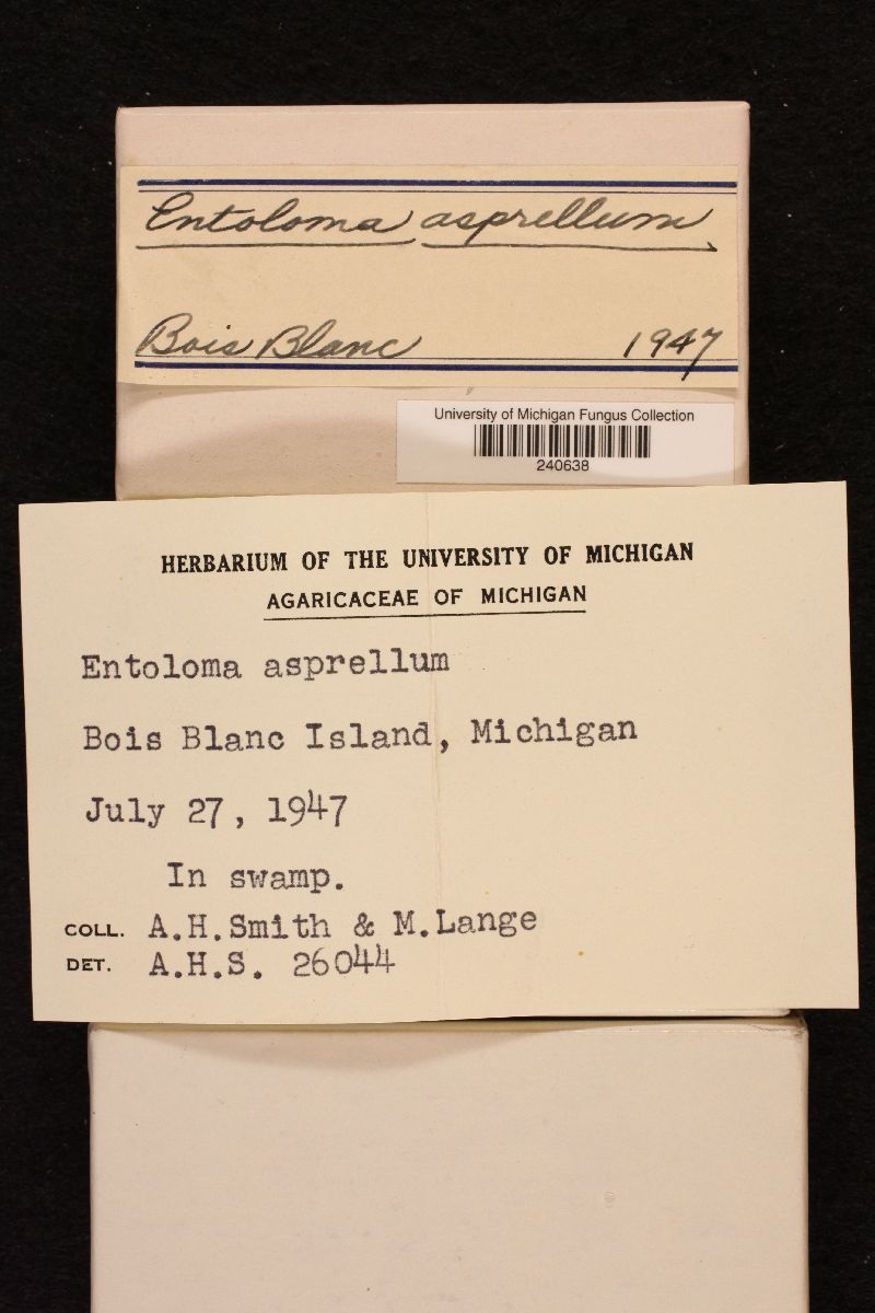 Entoloma asprellum image