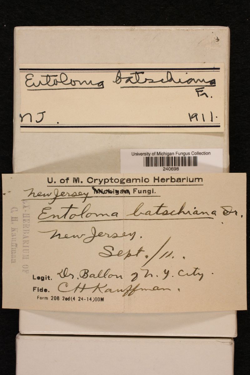 Entoloma batschianum image