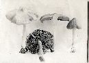 Entoloma commune image