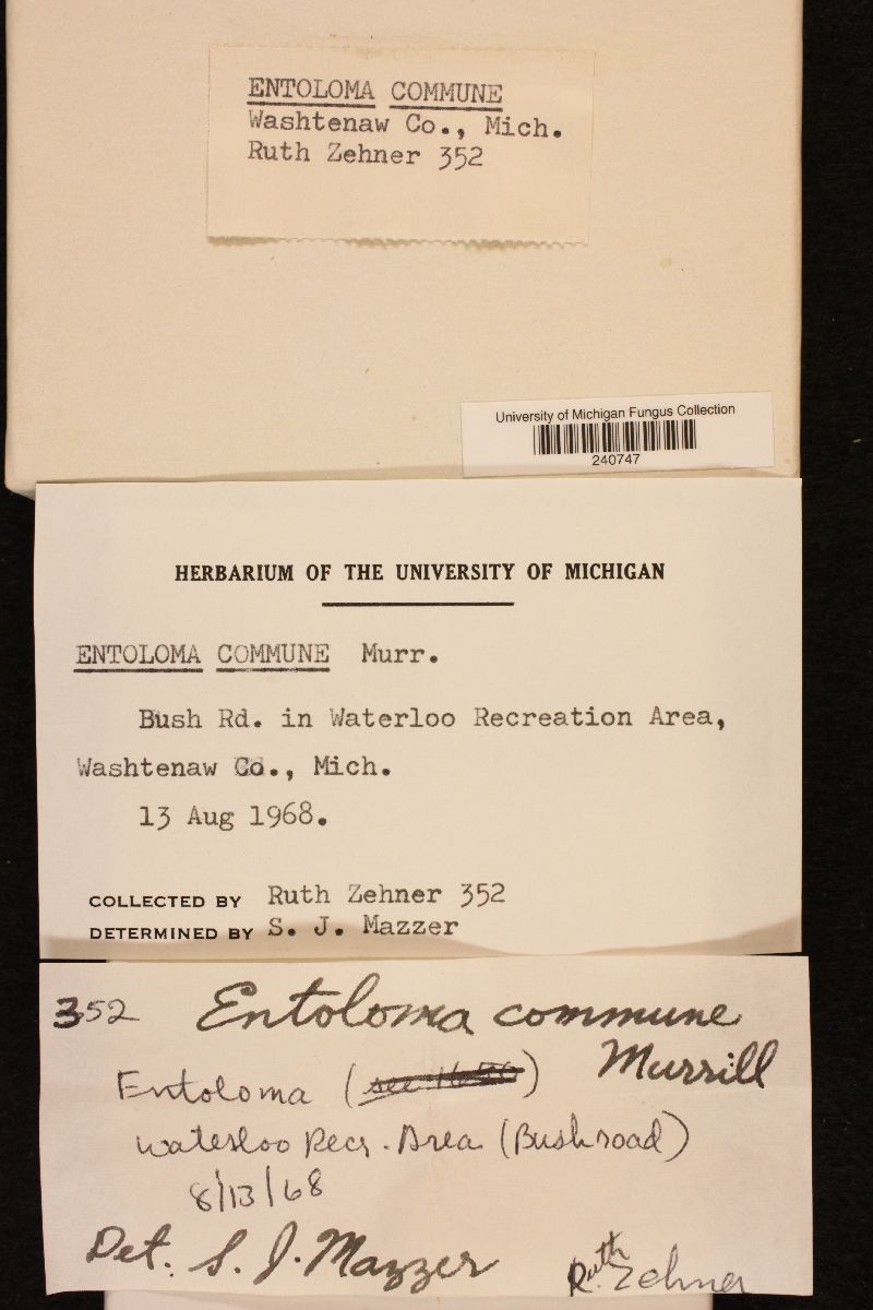 Entoloma commune image
