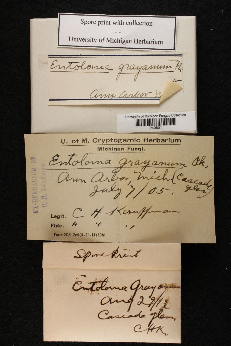 Entoloma grayanum image