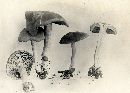 Entoloma griseum image