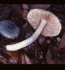 Entoloma nitidum image