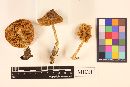 Entoloma rhodopolium image