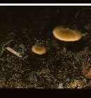 Entoloma strictius image