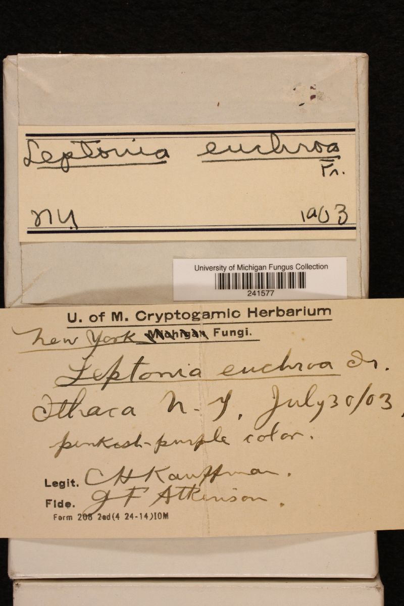 Entoloma euchroum image