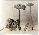 Entoloma roseum image