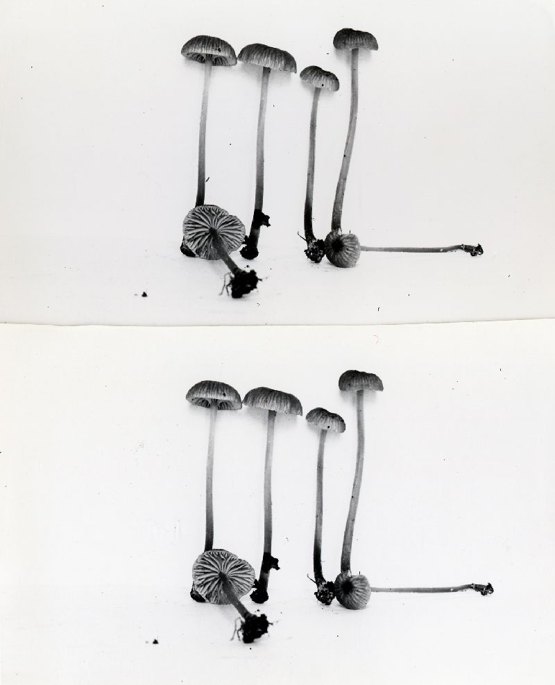 Leptonia watsonii image