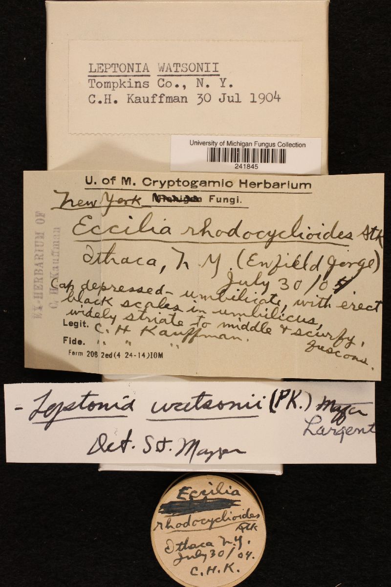 Leptonia watsonii image