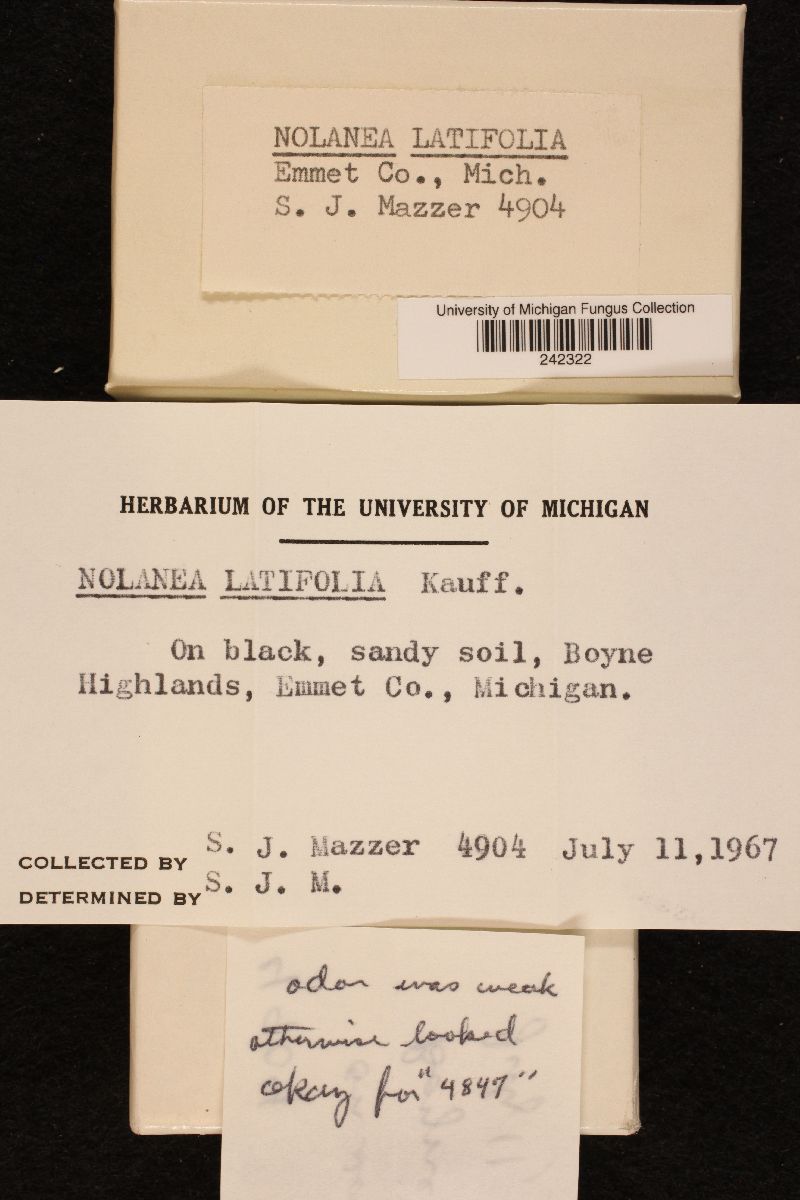 Nolanea latifolia image
