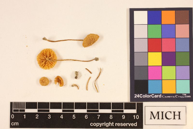 Entoloma pleopodium image