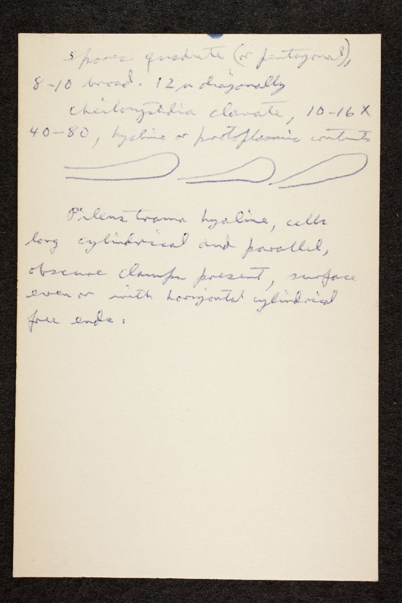 Nolanea quadrata image