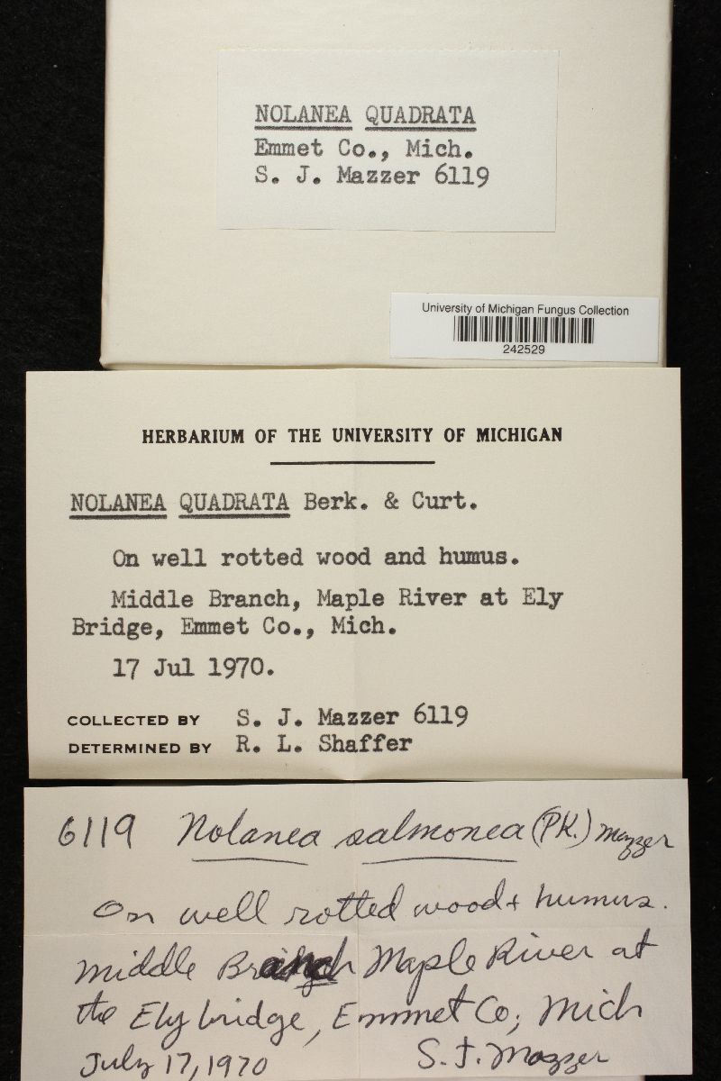 Nolanea quadrata image