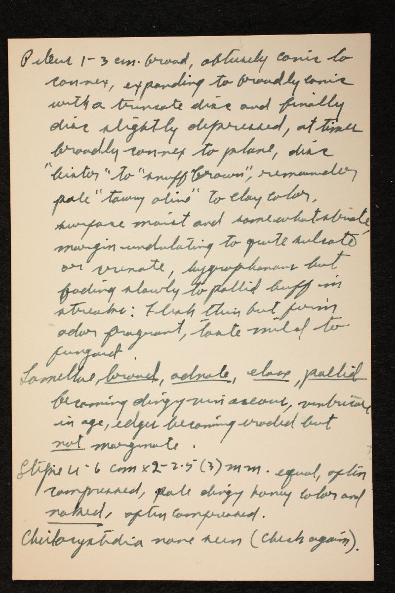 Nolanea quadrata image