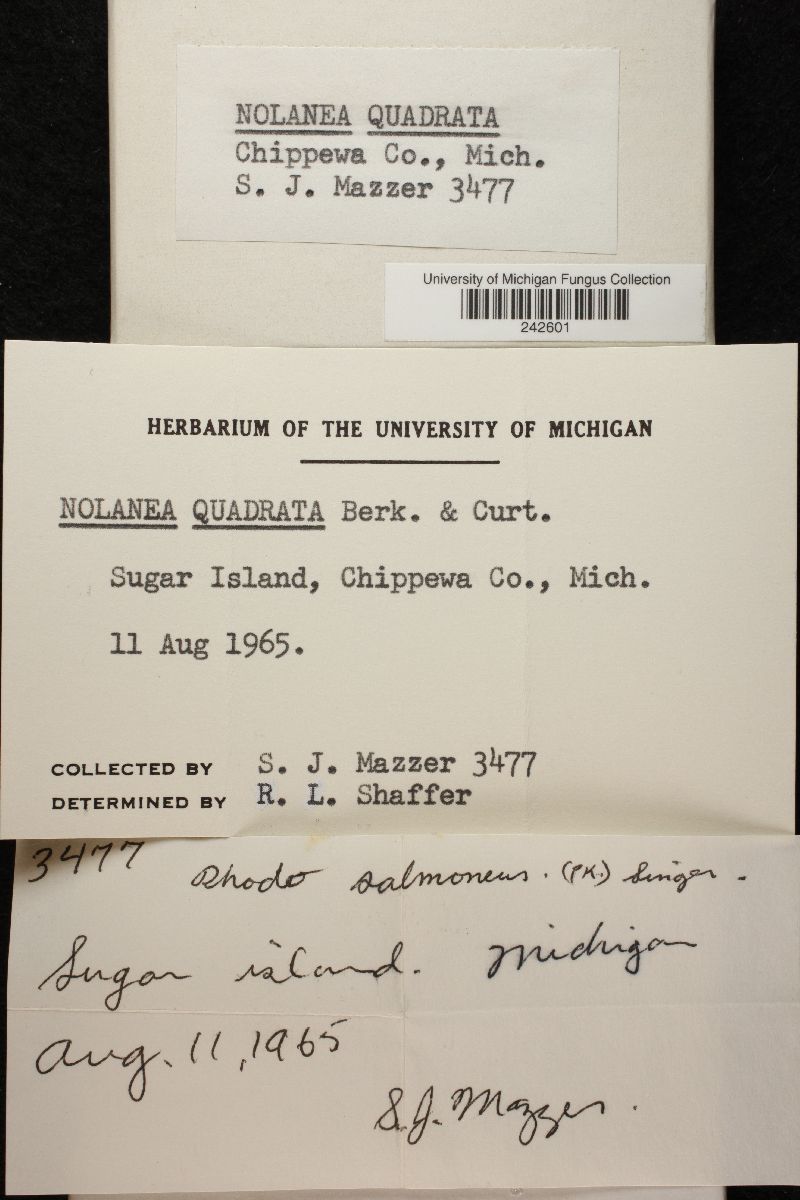 Nolanea quadrata image