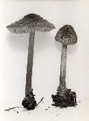 Pouzarella nodospora image