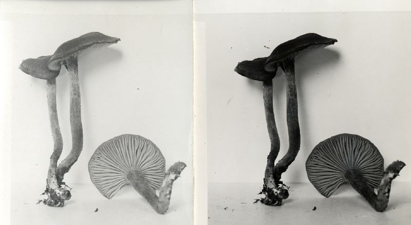 Rhodocybe aureicystidiata image