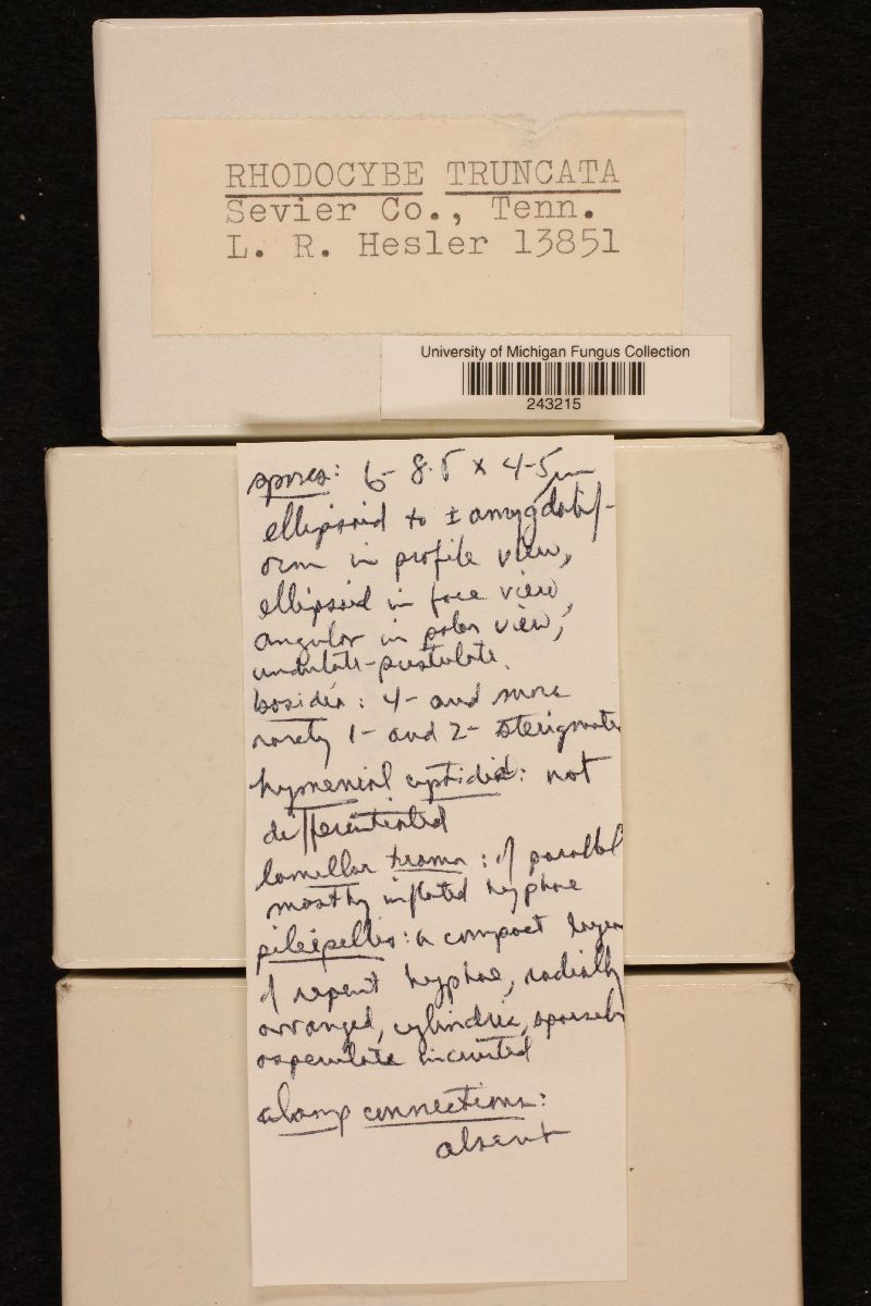 Rhodocybe truncata image