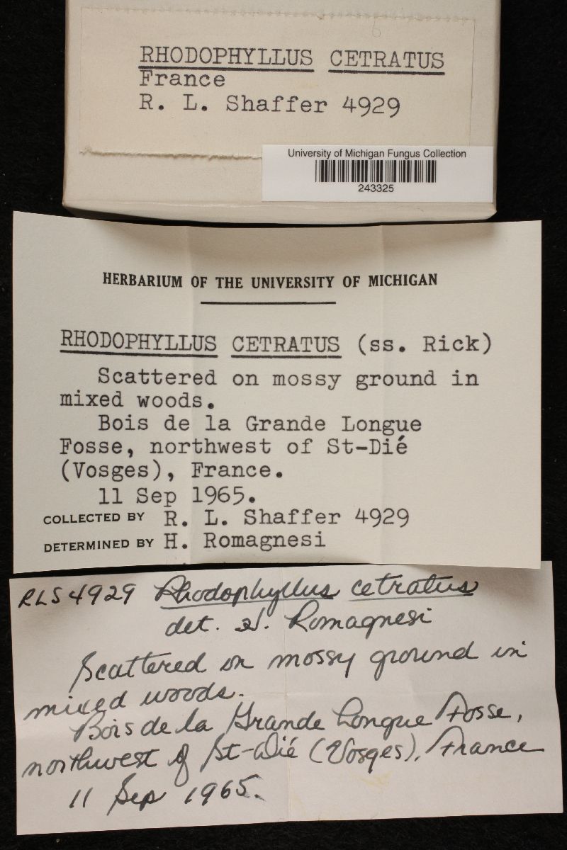 Rhodophyllus cetratus image