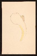 Tapinella atrotomentosa image