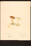 Paxillus involutus image