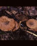 Paxillus involutus image