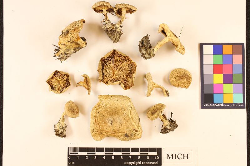 Paxillus sordarius image