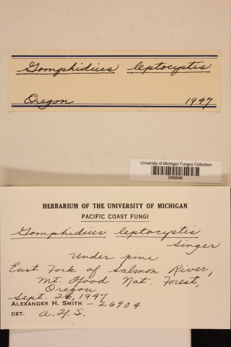 Chroogomphus leptocystis image