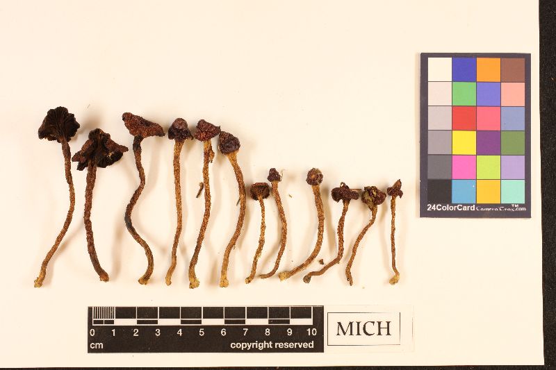 Chroogomphus superiorensis image