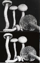 Chroogomphus tomentosus image