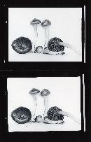 Chroogomphus vinicolor image