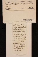 Gomphidius oregonensis image