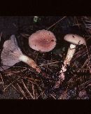 Gomphidius subroseus image