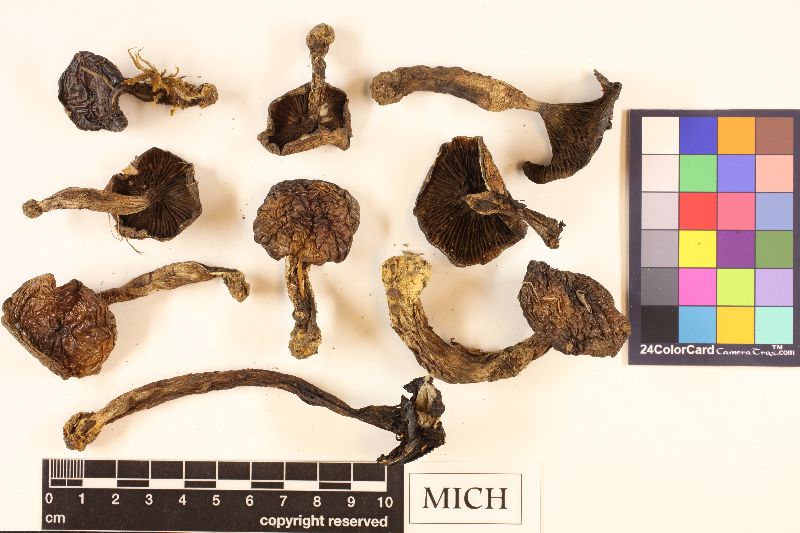 Gomphidius subroseus var. homobasis image