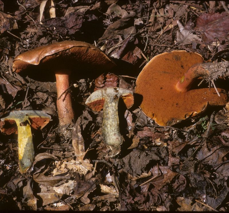 Boletus hypocarycinus image