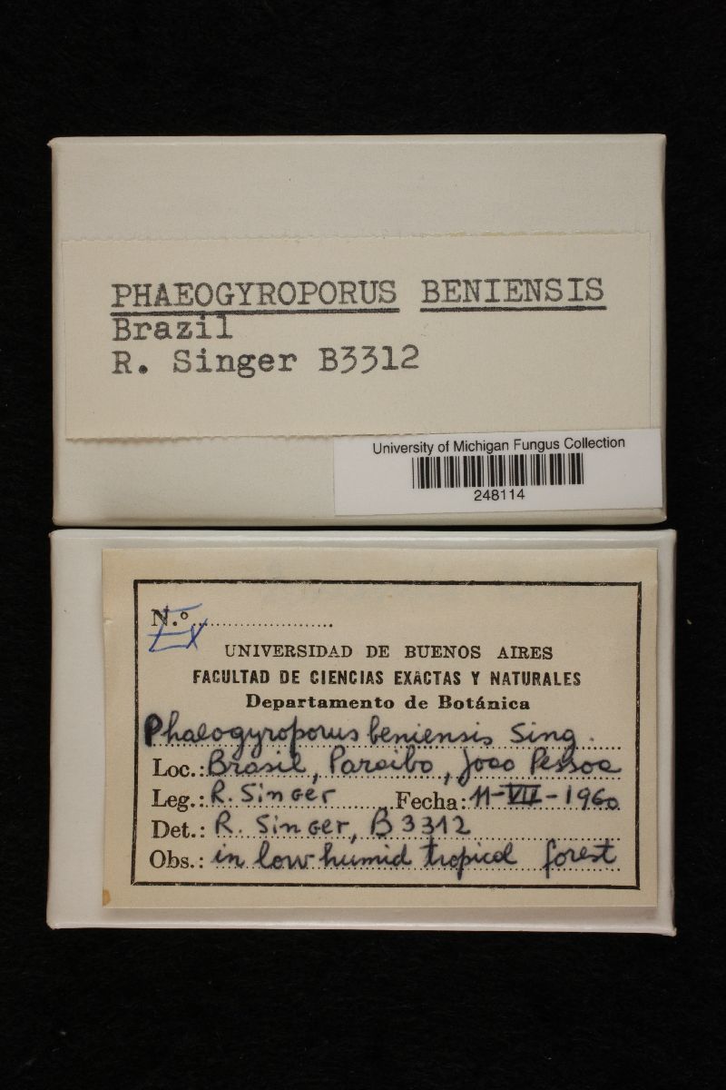 Phaeogyroporus beniensis image